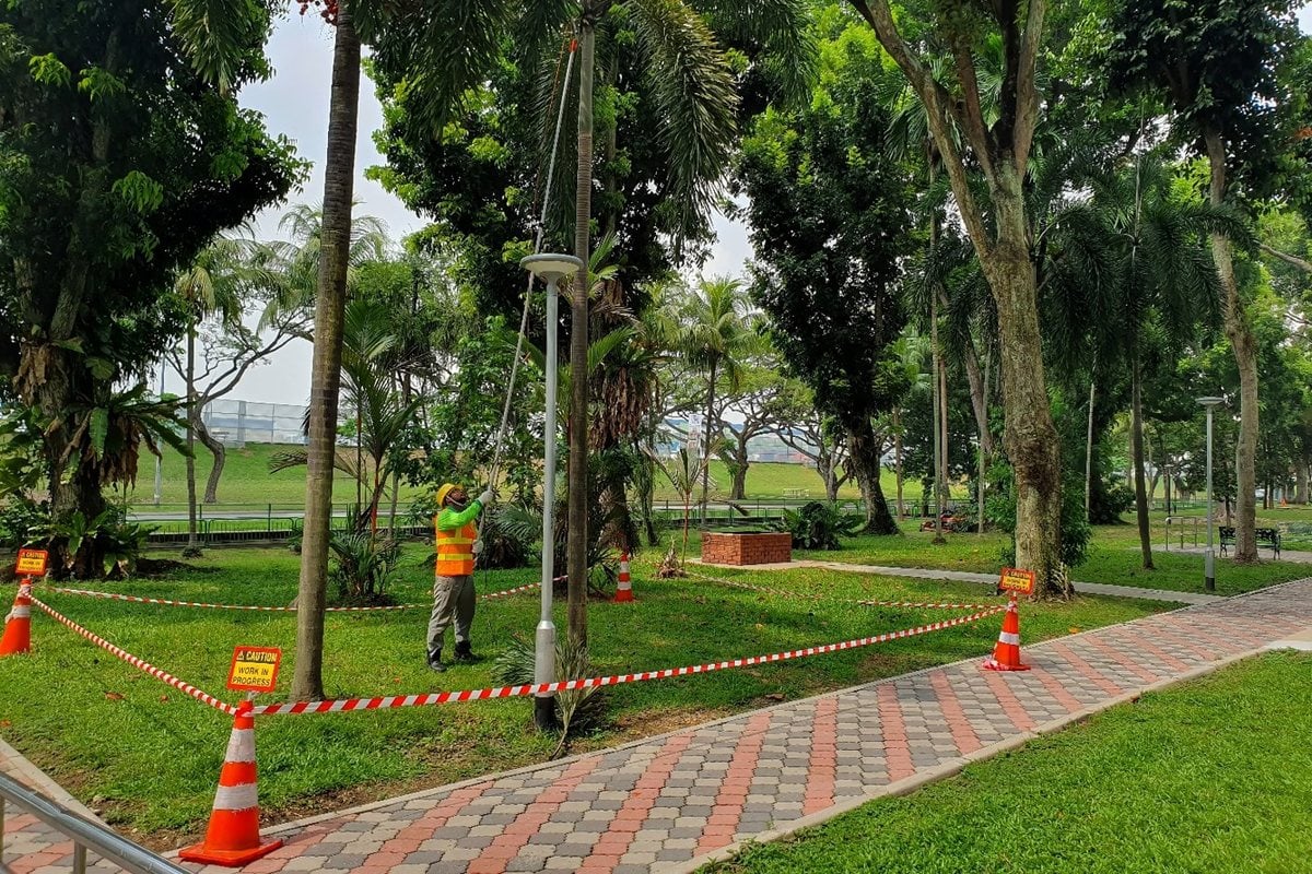 TTK Services arborist team working on a mature tree